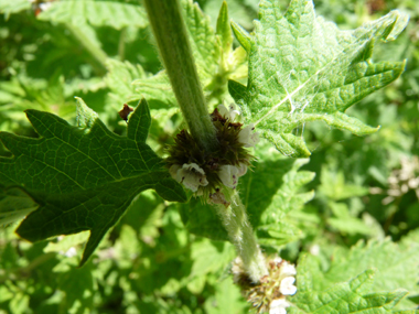 Petites fleurs blanches tachetées de rouge et verticillées à la base des feuilles. Agrandir dans une nouvelle fenêtre (ou onglet)